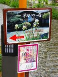 30-a-yajirusi