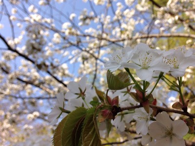 2015-04-18-hana3