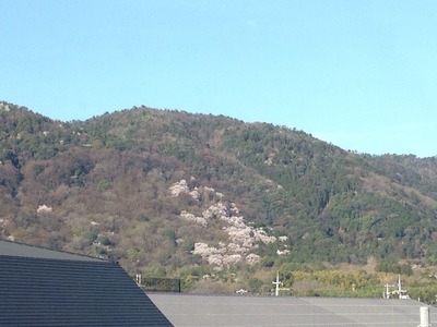 2014-sakura04