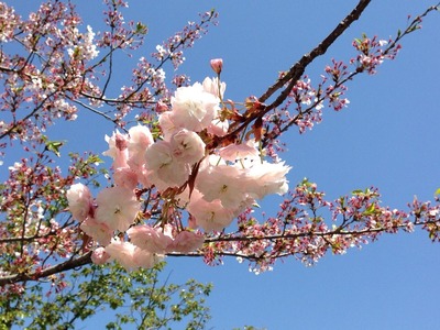 2014-sakura16