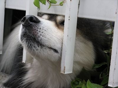 048-inu