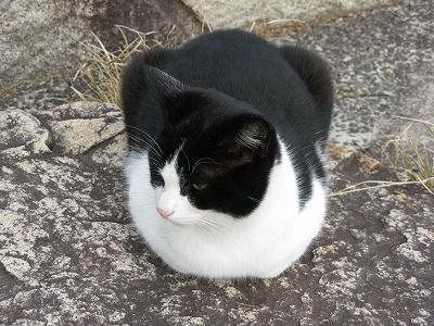 058-neko