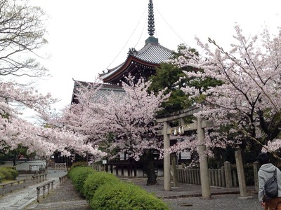 2014-sakura07