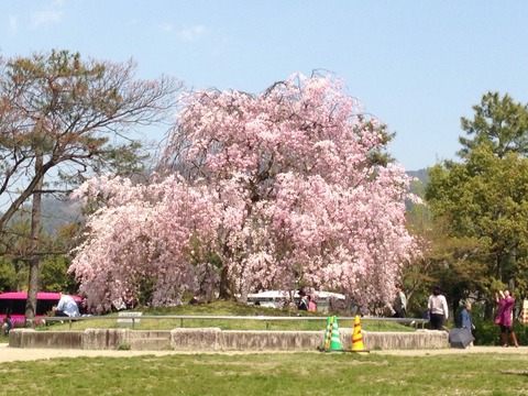 2014-sakura13