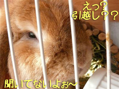 引越し??