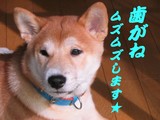 コタロー 0929