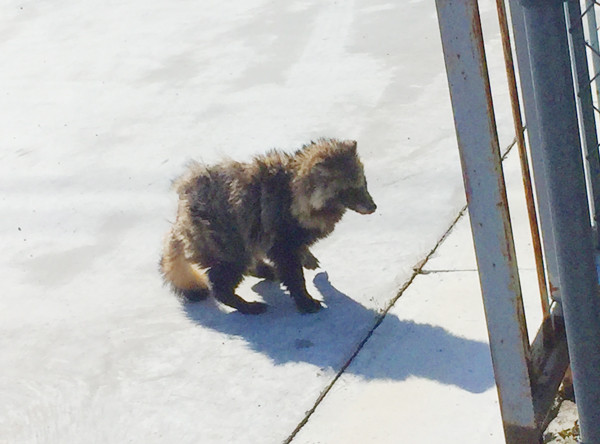 Tanuki