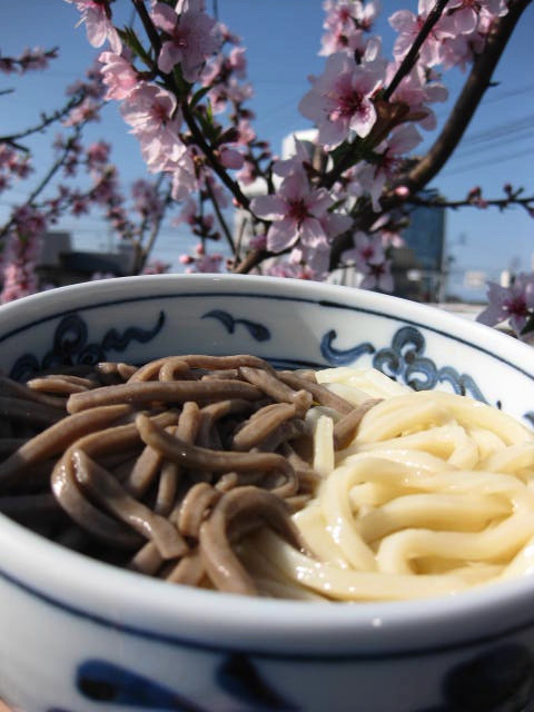 だいこくや食品0326うどんと桜