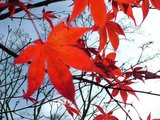 autumn-leaves1
