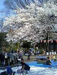 ueno-sakura