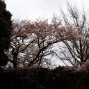 sakura matsuzawa
