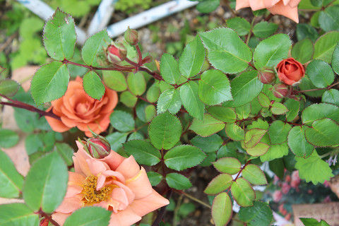 resize1604