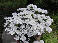 DSC00830