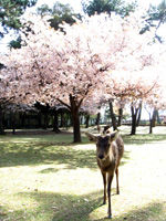DSC03955s
