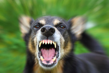 dog-biting
