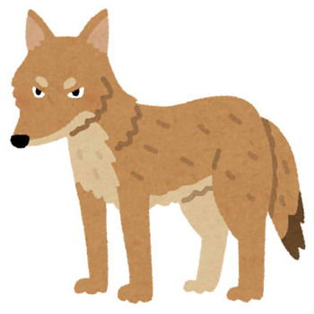 animal_coyote