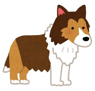dog_shetland_sheepdog