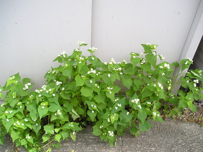 6月蕎麦の花