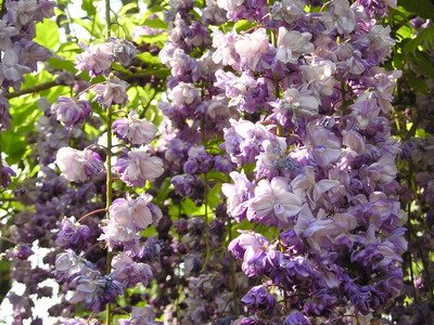 25ǯ4·î 009