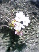 050403_1215~00.jpg