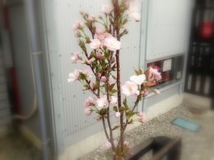 IMG_0732