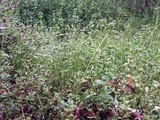 DSCF2545