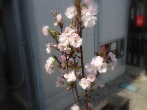 IMG_0736