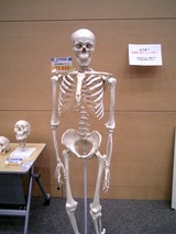 人体模型たけえよ…
