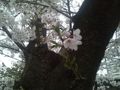 life0045