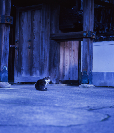 Mamiya RB67 + Sekor 180mm F4.5, Velvia 100F
