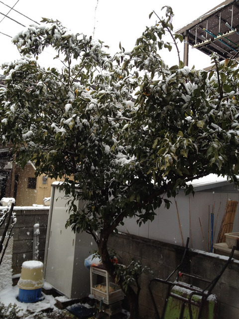 yuzutree