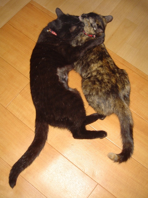 クロ&チャゲ0522