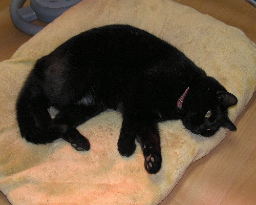 クロ20080515