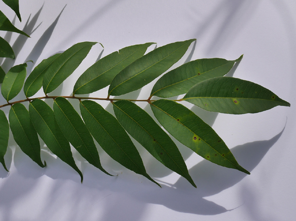 toxicodendron_succedaneum01