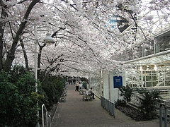 2006 Spring 001