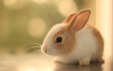 可愛い動物002