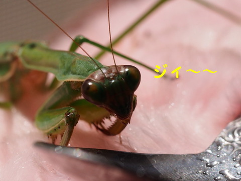 P3100380_1ooo