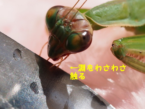P3100393_1ooo