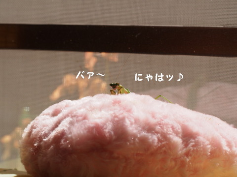 P3100374_1ooo