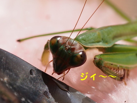 P3100388_1ooo