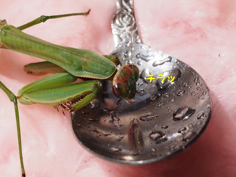 P3100378_1ooo