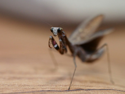PB175477_1