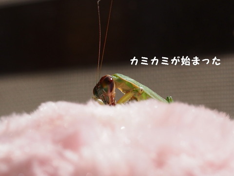 P3100375_1ooo