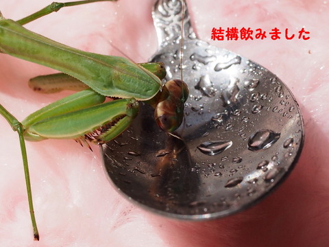 P3100377_1ooo
