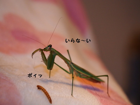 P213829055_1