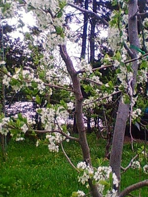 20100524182444