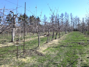 KIMG0833