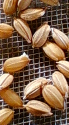 携帯画像、育苗、花 020