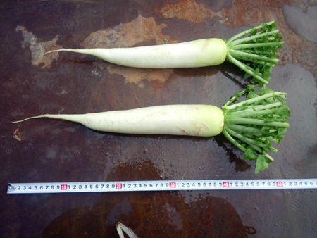 KIMG0135