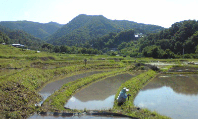 棚田全形